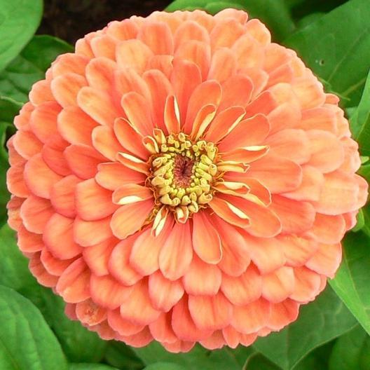 Salmon Zinnia