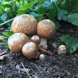 Organic Almond Agaricus Mushroom Sawdust Spawn