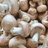 Organic Almond Agaricus Mushroom Sawdust Spawn