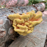 Organic Chicken of the Woods Sawdust Spawn