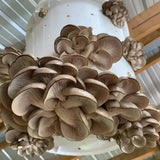 MycoStraw