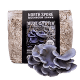 Organic Blue Oyster Mushroom Sawdust Spawn