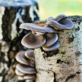 Organic Blue Oyster Mushroom Sawdust Spawn