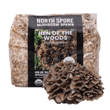 Organic Hen of the Woods (Maitake) Mushroom Sawdust Spawn