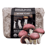 Organic Wine Cap Mushroom Sawdust Spawn