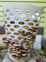 MycoStraw