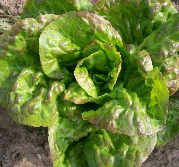 Schweitzer's Mescher Bibb Lettuce