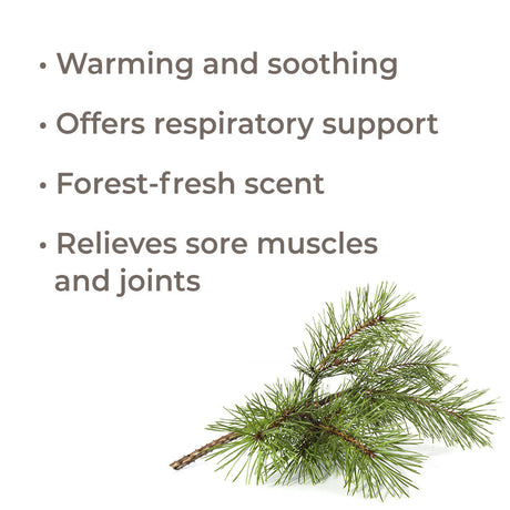 Scots Pine Essential Oil