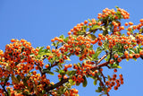 100 SEABERRY Sea Buckthorn Elaeagnus Hippophae Rhamnoides Orange Berry Fruit Shrub Yellow Flower Silver Foliage Seeds