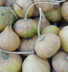 Seminole Squash