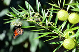 10 BALLOON MILKWEED Hairy Balls Butterfly Weed Asclepias Gomphocarpus Physocarpus Monarch Flower Seeds