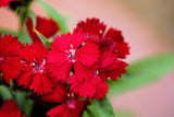 100 RED CARDINAL DIANTHUS Deltoides Flower Seeds