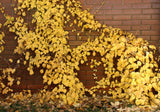 50 CLIMBING HYDRANGEA Anomala Petiolaris Vine Flower Seeds