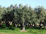 15 EUROPEAN OLIVE TREE Olea Europaea Edible Common Green Black Fruit Seeds
