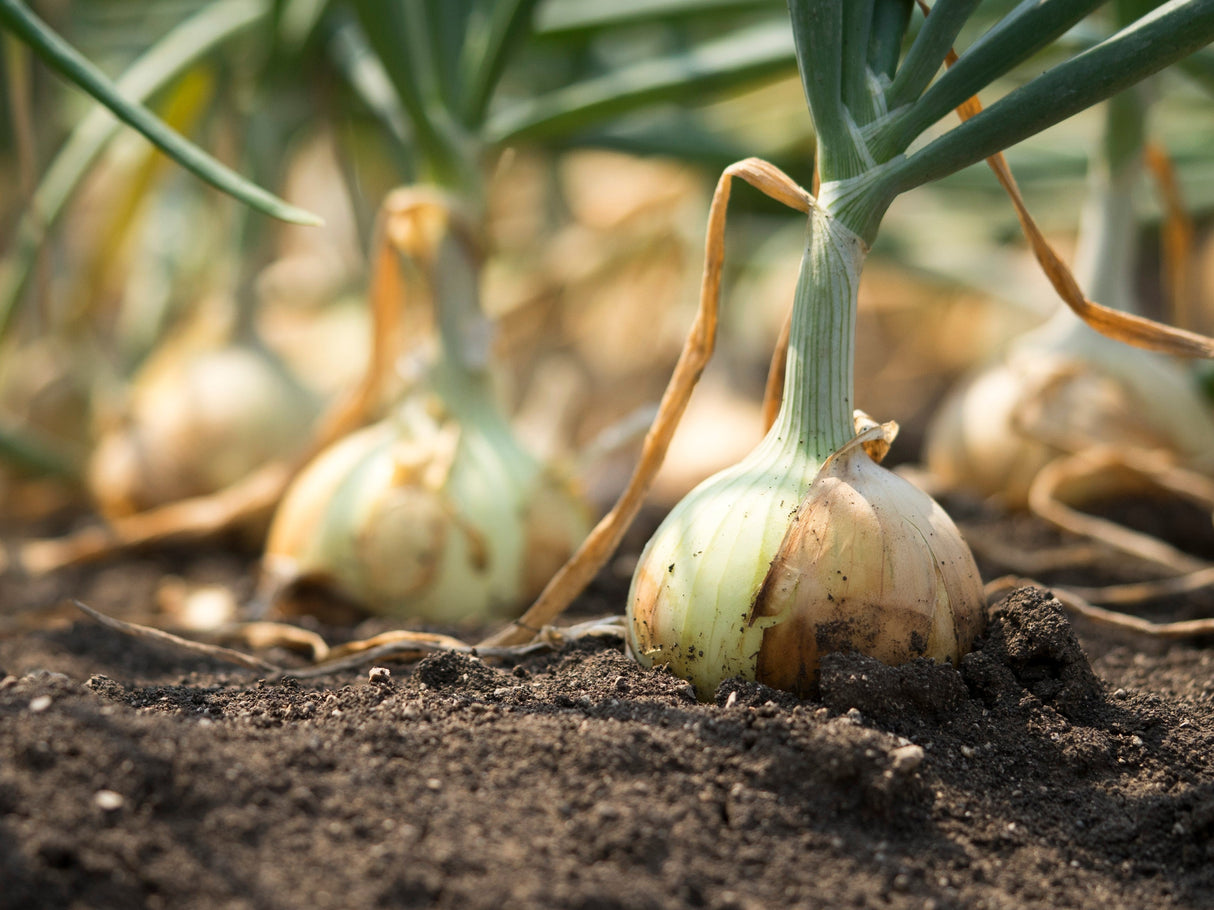 250 ECLIPSE ONION White Sweet Allium Cepa Vegetable Seeds