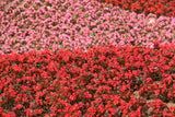 25 WAX MIXED BEGONIA Semperflorens Fibrous Mixed Colors Red Pink White Two Tone Shade Flower Seeds