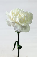50 WHITE CARNATION Dianthus Caryophyllus Grenadin Flower Seeds