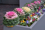 60 ORNAMENTAL KALE MIXED Colors Brassica Oleracea Flower Seeds