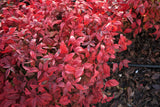 50 HEAVENLY BAMBOO Sacred Nandina Domestica Pink Red Sun Shade Shrub Seeds