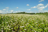 200 Organic BUCKWHEAT Fagopyrum Esculentum Grain Cover Crop Ground Cover Flower Vegetable Seeds