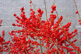50 WINTERBERRY Holly Ilex Verticillata - Candian Holly  / Fever Bush / Black Alder Tree Shrub Red Berry White Flower Seeds