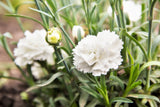 50 WHITE CARNATION Dianthus Caryophyllus Grenadin Flower Seeds