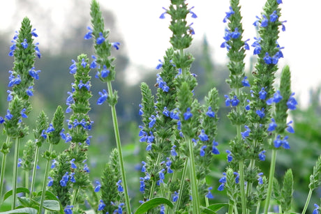 1000 CHIA SAGE / SALVIA Salvia Hispanica Flower Seeds