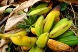 5 PLANTAIN BANANA Musa Balbisiana Hardy Red Flowering Sweet Wild Fruit Tree Seeds