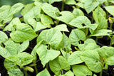 25 DWARF HORTICULTURE BEAN Taylor Long French Phaseolus Vulgaris Vegetable Seeds