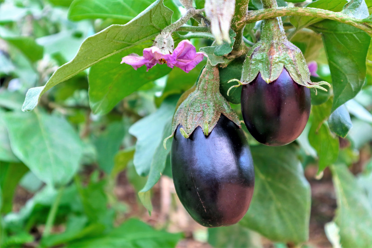 1000 BLACK BEAUTY EGGPLANT Solanum Melongena Esculentum Vegetable Seeds