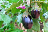 1000 BLACK BEAUTY EGGPLANT Solanum Melongena Esculentum Vegetable Seeds