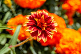 75 Mixed Colors PERSIAN CARPET ZINNIA Zinnia Haageana Flower Seeds