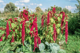 500 LOVE LIES BLEEDING Amaranthus Caudatus (Kiss Me Over The Garden Gate) Flower Seeds