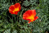 1500 MIKADO POPPY Red Orange California Poppy Flower Eschscholzia Californica Seeds