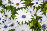 50 WHITE AFRICAN Cape DAISY Dimorphotheca Sinuata Flower Seeds