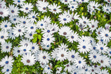 50 WHITE AFRICAN Cape DAISY Dimorphotheca Sinuata Flower Seeds