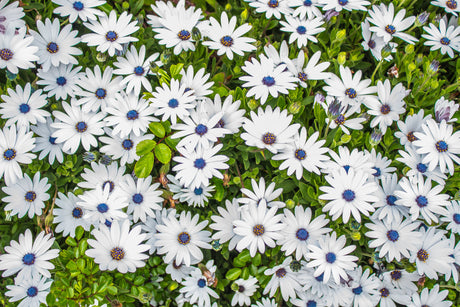 50 WHITE AFRICAN Cape DAISY Dimorphotheca Sinuata Flower Seeds