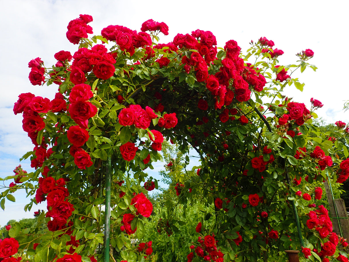 5 RED CLIMBING ROSE Rosa Bush Vine Climber Fragrant Butterfly Flower Seeds