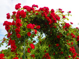 5 RED CLIMBING ROSE Rosa Bush Vine Climber Fragrant Butterfly Flower Seeds