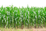 50 BLUE POPCORN Blue Kernels Pop White Corn Zea Mays Vegetable Seeds