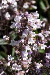 25 HUSKER RED PENSTEMON Digitalis Foxglove Beardtongue White Flower Seeds