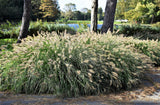 25 DWARF FOUNTAIN GRASS Pennisetum Alopecuroides Hardy Ornamental White Plume Seeds