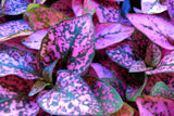 10 Dwarf ROSE Pink POLKA DOT PLANT Splash Select Hypoestes Phyllostachya Flower Houseplant Seeds