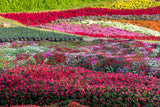 50 MIXED COLORS Dwarf IMPATIENS Walleriana Part Sun or Full Shade Red, White, Pink, Carmine, Scarlet, & Orange Flower Seeds