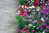 100 DWARF Little MIX PERIWINKLE / Vinca Rosea Flower Seeds