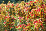 150 TRICOLOR AMARANTHUS PERFECTA Summer Poinsettia Amaranth Flower Seeds