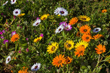 1000 MIXED AFRICAN DAISY ( Cape Marigold / Sun Marigold ) Dimorphotheca Sinuata Flower Seeds