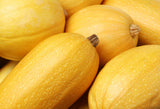 50 VEGETABLE SPAGHETTI SQUASH Winter Cucurbita Pepo Seeds