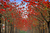 10 RED SILK COTTON Tree Bombax Ceiba Kapok Tropical Flower Seeds