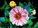 150 CANDY STRIPE ZINNIA Mix Elegans Flower Seeds Mixed Colors with Red Stripes